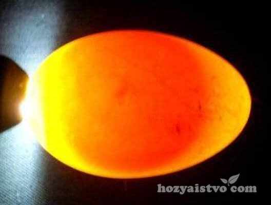 egg with light