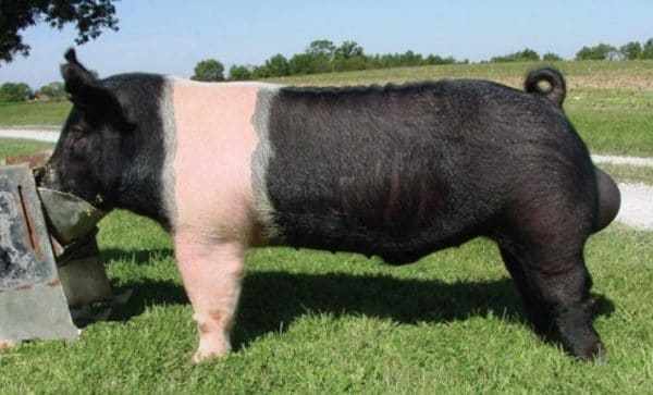 Гемпширская порода свиней