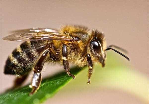Сколько пчел может жить в улье?