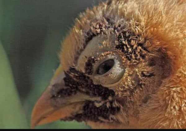 Раз в месяц обязательно проводят осмотр птицы на наличие поражения внешними паразитарными особями
