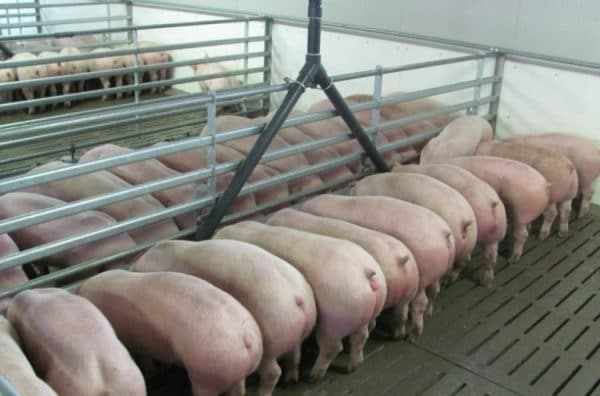 Способы подбора корма зависят от предпочитаемого продукта от взрослой свиньи