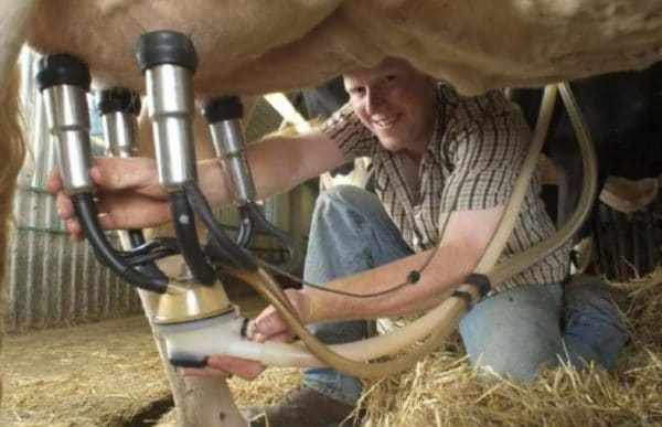 Дойка коровы доильным аппаратом