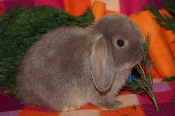 Порода кроликов карликовый баран вислоухий - уход и содержание, чем кормить, сколько стоит