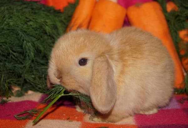 Основной пищей кролика является сено