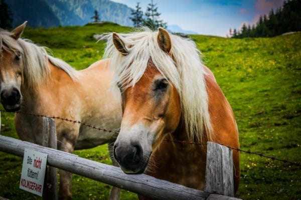 Сколько живут лошади в среднем