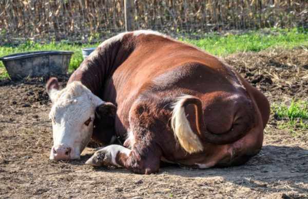 Послеродовой парез у коров
