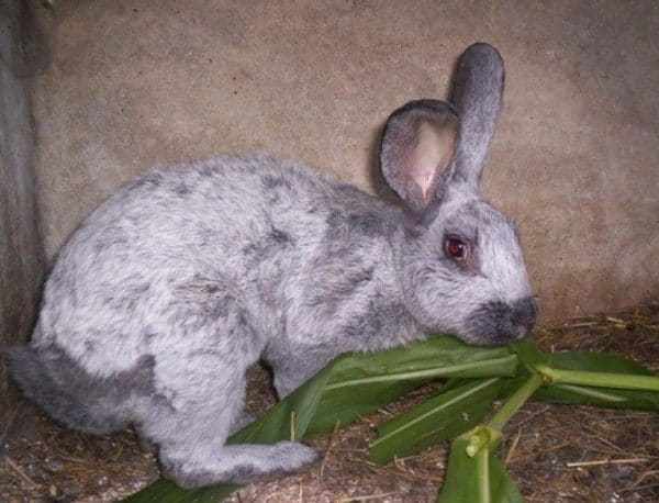 Кормление кроликов в домашних условиях не обходится без сена и веток различных деревьев