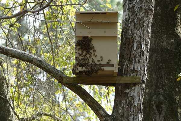 Выбор места и времени установки ловушки для пчел