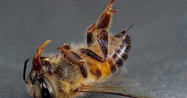 Сколько живет пчела после укуса?