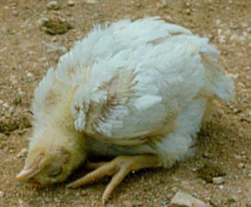 Болезнь Ньюкасла у цыплят.