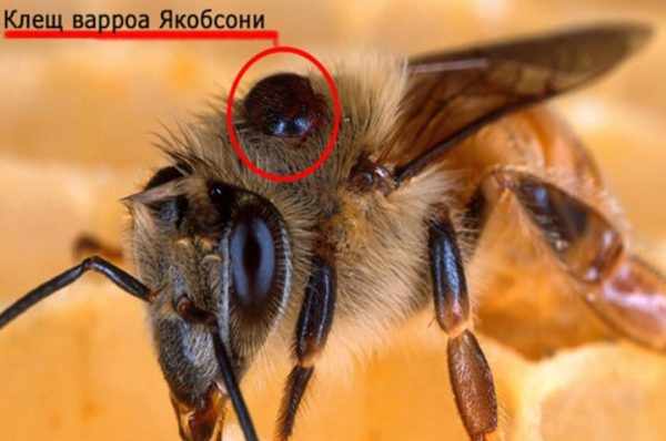 5 основных методов обработки пчел осенью