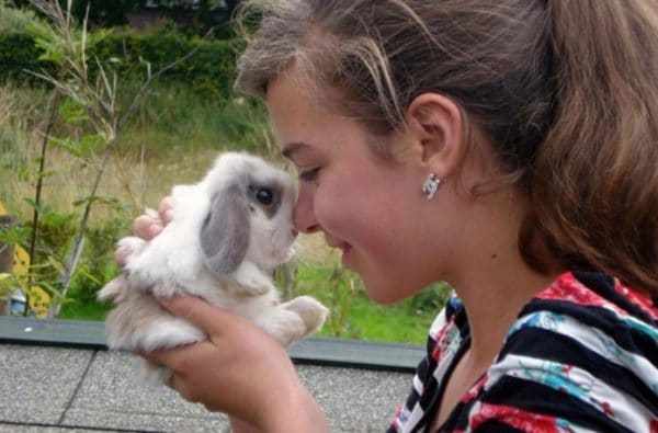 Кролика следует покупать у разводчика животных или в питомнике