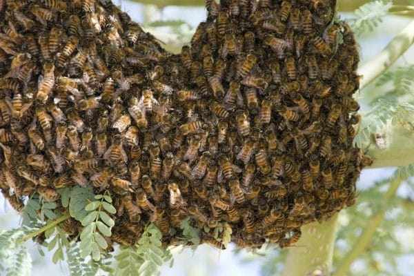 Сезонные изменения количества пчел в улье