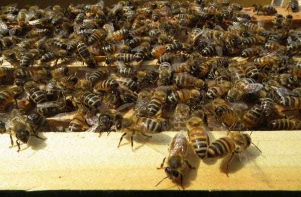 Особенности разведения и содержания пчел бакфаст