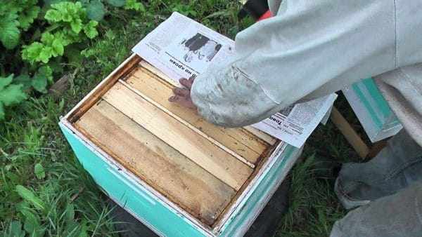 Объединение пчелосемей осенью через газету