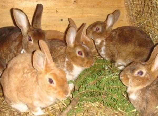 Основу зимнего рациона кроликов составляют грубые и концентрированные корма