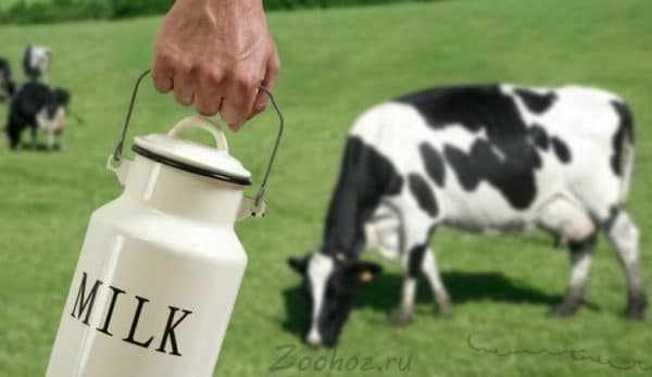 Присутствие глистов отрицательно сказывается на качестве молока
