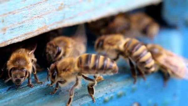 Когда и в каких случаях производится объединение пчелиных семей