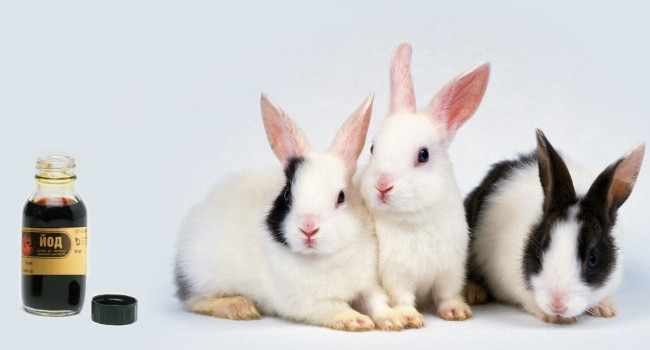 Как правильно давать и разводить йод для кроликов: советы ветеринара