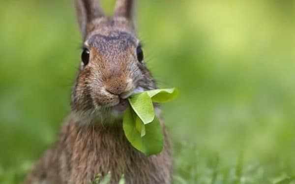 Помимо зеленой массы кролики должные употреблять грубые и сочные корма