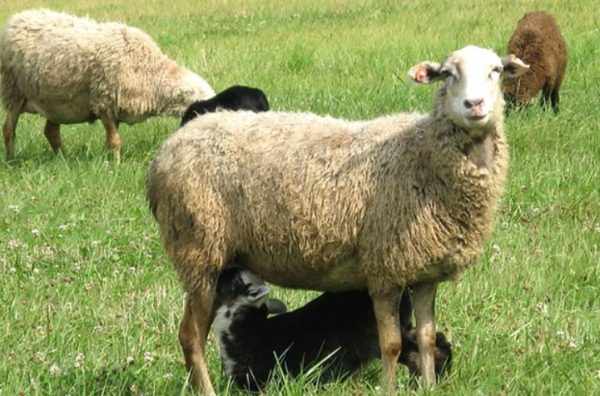 Овцы могут заболеть, когда долго находятся в сыром или холодном помещении