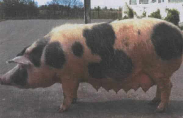 Донская порода свиней
