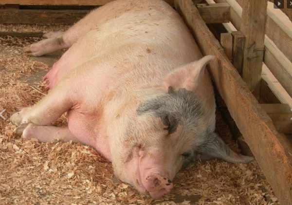 Перед родами свинья часто ложится