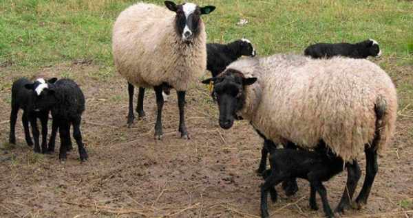 Романовские овцы неприхотливы в кормлении