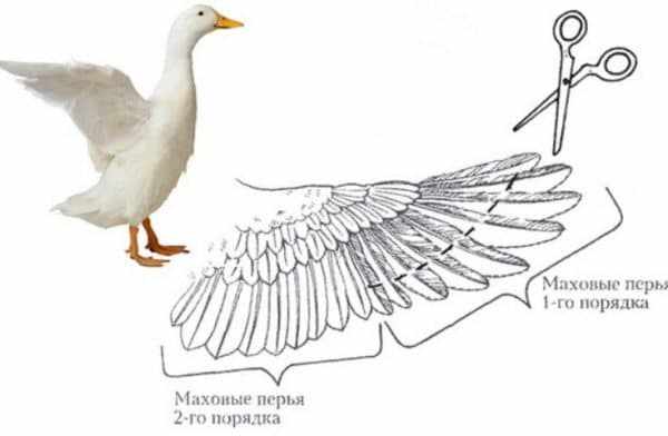 Уткам и гусям достаточно обрезать перья на одном крыле всего раз в год