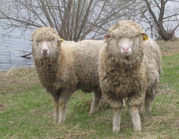 Убойный выход в пределах одной породы овец может различаться в зависимости от пола, возраста и упитанности животного