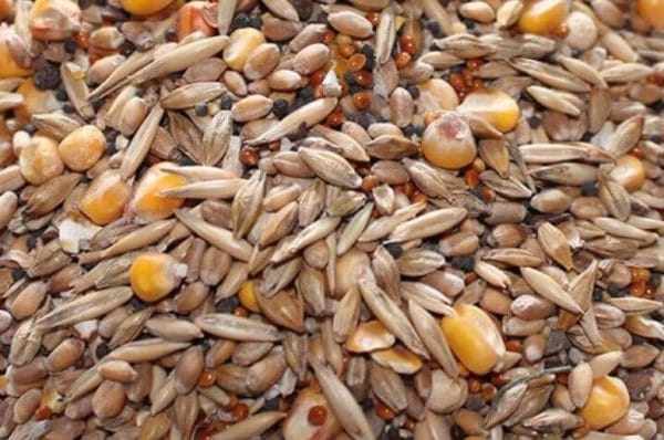В зерновых, бобовых нет необходимого количества полноценного белка