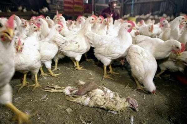 Птичий грипп - одно из часто встречающихся заболеваний у сельскохозяйственных птиц