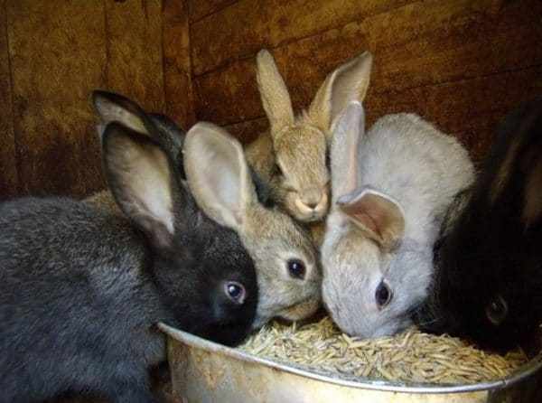 Изучая, как правильно кормить кроликов, обратите особое внимание на опасные корма, которых следует избегать