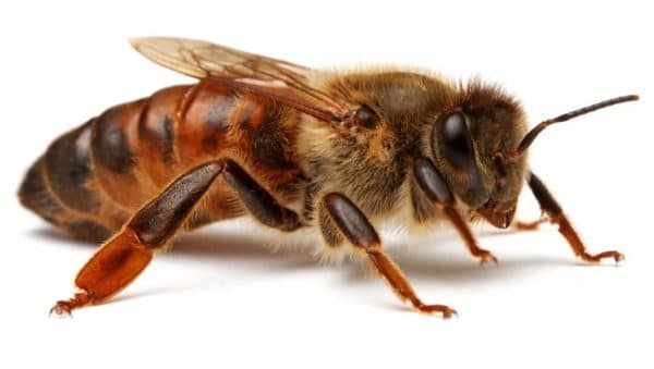 Сколько пчел может жить в улье?