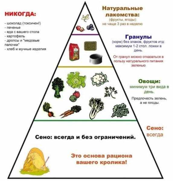 Продукты для кролика