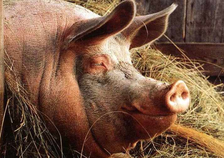 Инфекционные болезни свиней: симптомы и лечение