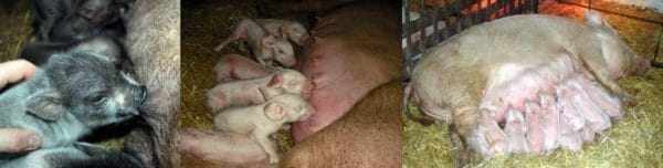 Прикладывание новорожденных животных к соскам