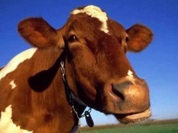 Мастит у коровы препятствует получению нормального молока