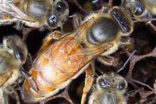 Как выглядит пчелиная матка: описание, этапы развития, когда необходима замена