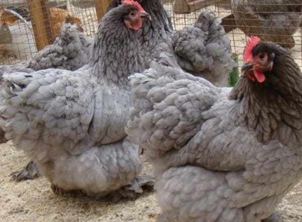 Взрослые курицы едят крупу, злаки и комбикорм