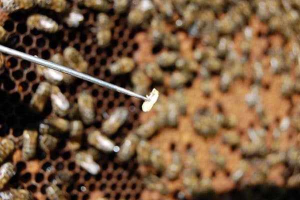 Аскосфероз пчел: причины и особенности заболевания