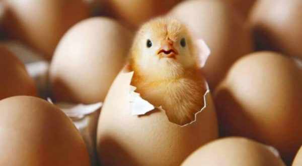 Сколько времени вылупляется цыпленок из яйца?
