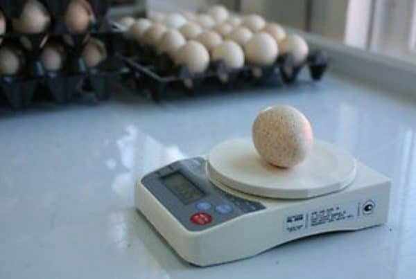За год с одной индюшки несушки можно получить до 100 яиц