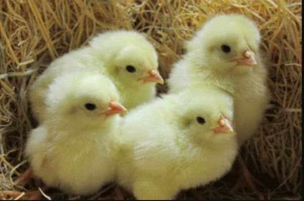 Цыплята Карликового Леггорна хорошо набирают вес и рост, начиная с первых дней появления на свет