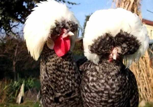 Куриные вши не приживаются на человеке и животных
