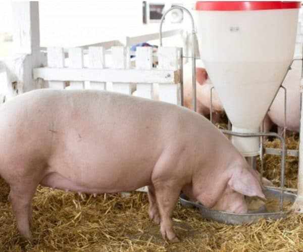Средняя масса свиньи в разном возрасте