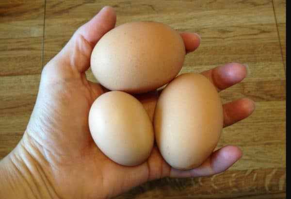 Средняя несушка павловской курицы в год дает 300 яиц