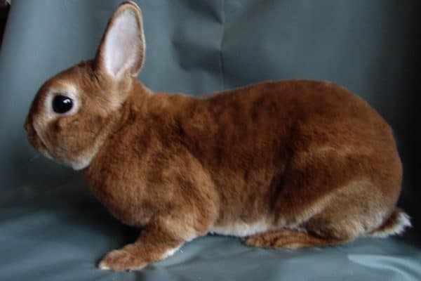 Кролики отличаются крупными размерами, они достигают 5 килограммов
