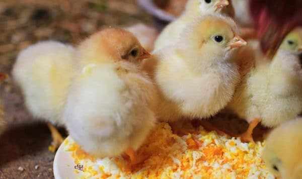 Чтобы куриное яйцо имело крепкую скорлупу, организму необходимо должное количество минералов