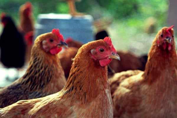 Обнаружив паразитов на курицах, обрабатывают не только кур, но и птичник